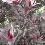 floral leucadendron ebony
