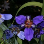 floral neomarica caerulea
