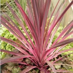 floral cordyline pink passion