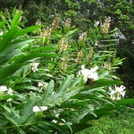 floral hedychium coronarium
