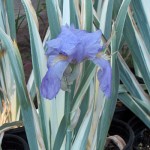 floral iris