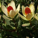 floral leucadendron discolor pompon