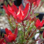 floral leucadendron salignum blush