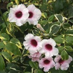 floral pandorea jasminoides variegated