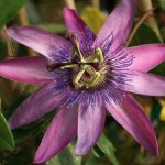 floral passiflora victoria