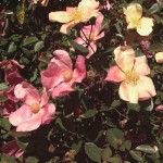 floral rosa chinensis