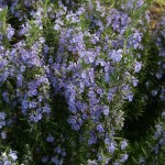 plant rosmarinus officinalis benenden blue